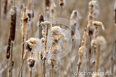 Typhaceae Reed plants Stock Photo