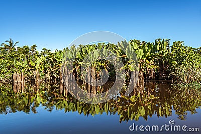 Typhonodorum lindleyanum Stock Photo