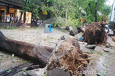 Typhoon blow down trees Editorial Stock Photo