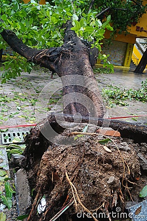 Typhoon blow down trees Editorial Stock Photo