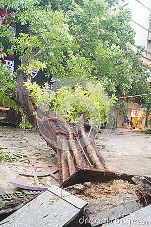 Typhoon blow down trees Editorial Stock Photo