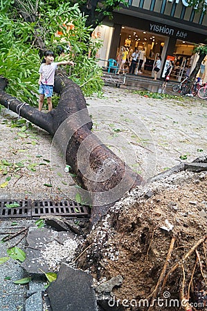 Typhoon blow down trees Editorial Stock Photo