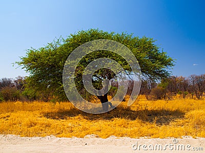 Typical african acacia tree Stock Photo