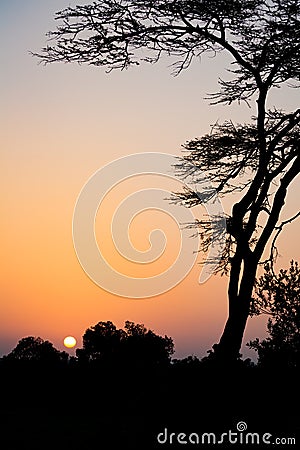 Typical african sunset with acacia trees in Sweetwater, Kenya Stock Photo