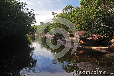 Typical Amazon Creek (The Amazonia) Stock Photo