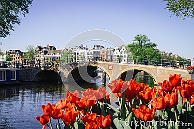 Typical amsterdam scenery wihtout any people showing a old bridge and red tulips in the foreground Editorial Stock Photo