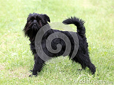 Typical Black Griffon Belge Stock Photo