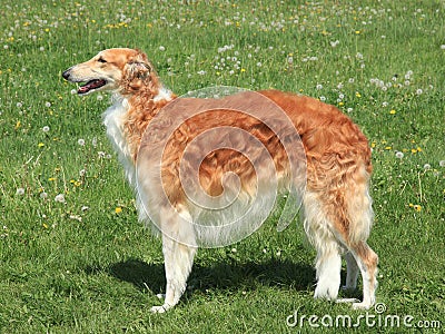 Typical Borzoi, Russian hunting Sighthound Stock Photo