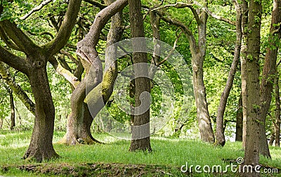 Typical british deciduous woodland Stock Photo