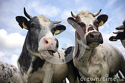 Typical Dutch cows Stock Photo