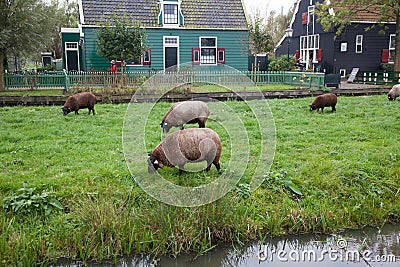 typical Dutch house in Zaandam Editorial Stock Photo