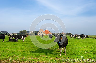 Typical dutch landscape Stock Photo