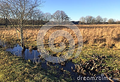 Typical dutch meadow landscape with stream and tree edge during late fall Stock Photo