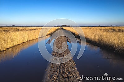 Typical dutch meadow landscape with stream and tree edge during late fall Stock Photo