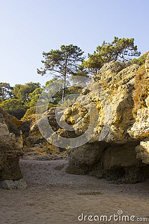 Typical exposed sedimentary sand stone cliff face on the Praia da Oura beach in Albuferia with Pine trees at the top Stock Photo