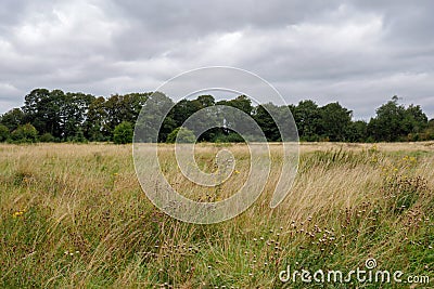 Typical field on cluody day in england uk Stock Photo