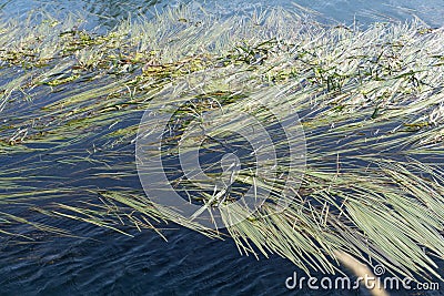 Typical flat Dutch countryside swamp landscape with meadow, water ditch and boats in waterway Stock Photo