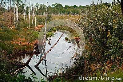 typical forest in the Moscow Region, Russia Stock Photo