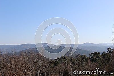 Typical forest in Galicia Stock Photo