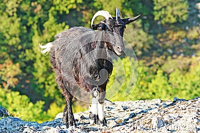 Typical Greek goats grazing on the rock formations of Meteora Stock Photo