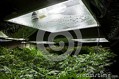 Typical indoor marijuana grow room with lights Stock Photo