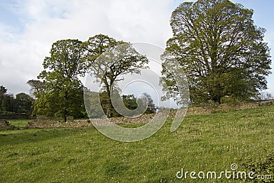 Typical Irish countryside with oak trees and stone walls Stock Photo
