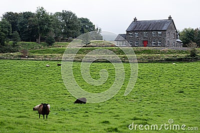 Typical irish farmhouse with green grass and domestic coat animals. Ireland Europe Stock Photo