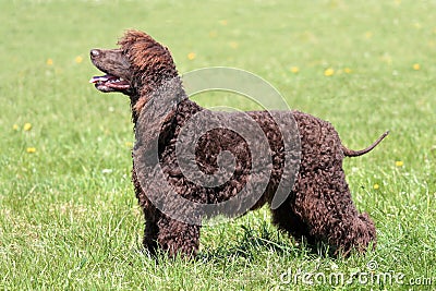 Typical Irish Water Spaniel in the garden Stock Photo