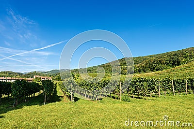 Italian Vineyards - Valpolicella Wine - Verona Stock Photo