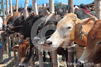 Typical Kurbani Cattle market Stock Photo