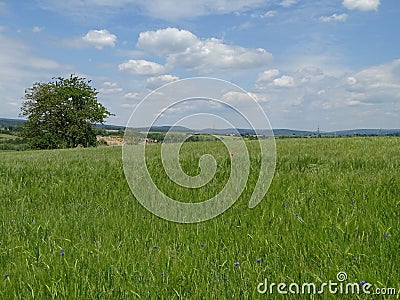 Typical landscape in the Kraichgau region with fields and hills Stock Photo
