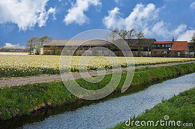 Field with daffodils on Bollenstreek in Netherlands Stock Photo