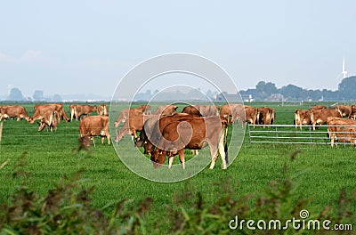 Rural landscape with cows. Friesland. Netherlands. Stock Photo