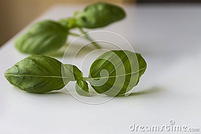 Typical Ligurian basil Stock Photo