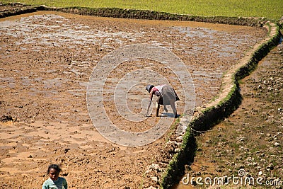 Typical Madagascar landscape green and yellow rice Editorial Stock Photo