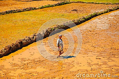 Typical Madagascar landscape green and yellow rice Editorial Stock Photo