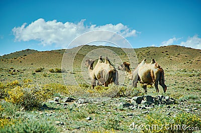 Typical Mongolian landscape wild camels Stock Photo