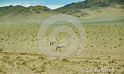 Typical Mongolian landscape with wild camels Stock Photo