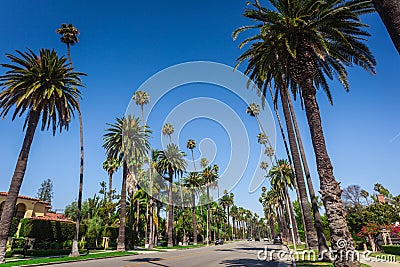 Typical palms along the street in Beverly Hills Stock Photo