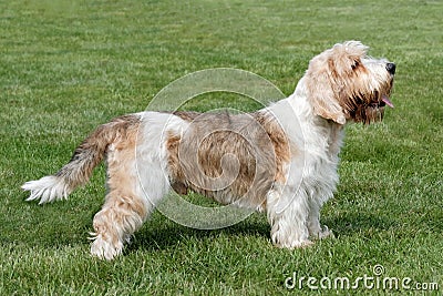 Typical Petit Basset Griffon Vendeen in the garden Stock Photo