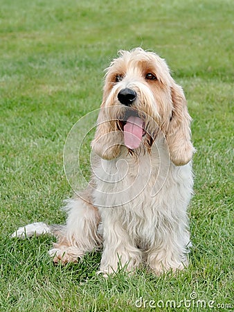 Typical Petit Basset Griffon Vendeen in the garden Stock Photo