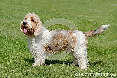 Typical Petit Basset Griffon Vendeen in the garden Stock Photo