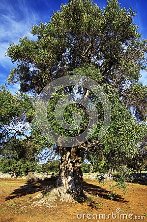 Typical plantation with old oddity olive trees in Apulia region Stock Photo