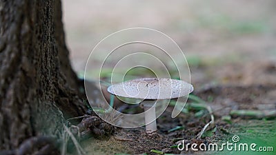 Typical round fungus or Mashroom view,mostly uses as food in India. Stock Photo