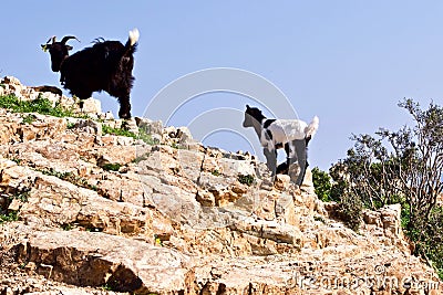 Grazing Goats On The Island Of Leros, Greece, Europe Stock Photo
