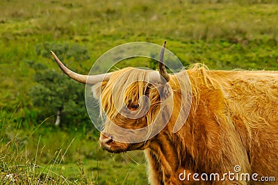 Typical Scottish cow Stock Photo