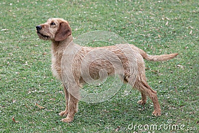 Typical Styrian Hound on a green grass lawn Stock Photo