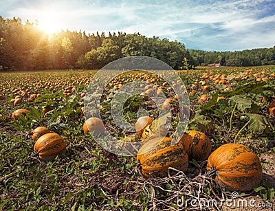 Typical styrian pumpkin field Stock Photo