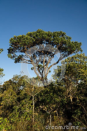 Trees and Vegetation that can be found in the savannas of Brazil Stock Photo