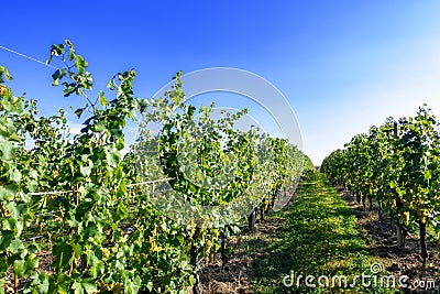 typical vineyard in northern Italy Trentino Stock Photo